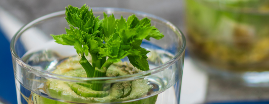 The Joy of RE-growing Fresh Food at Home