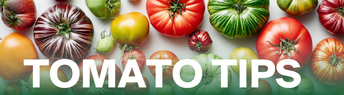 How to Store Leftover Tomatoes (And Actually Keep Them Fresh)